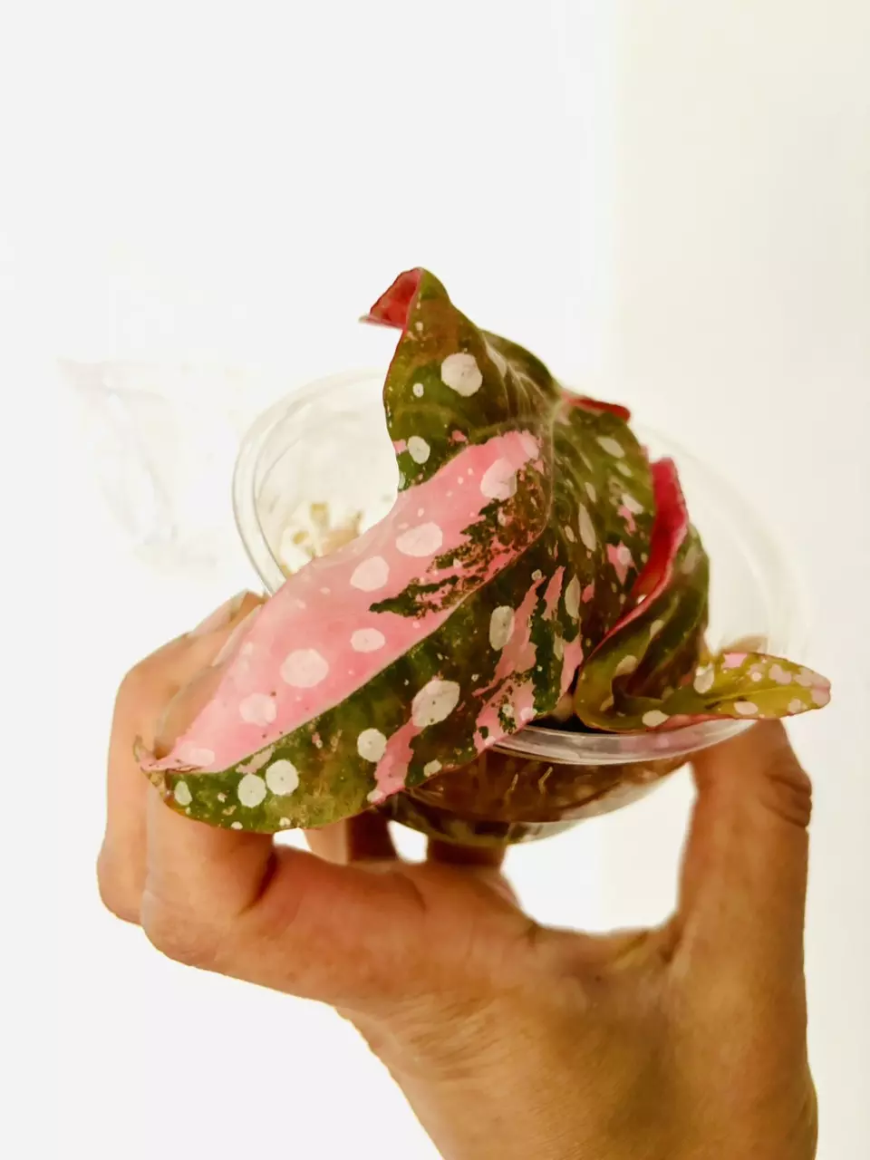 Begonia maculata pink variegated  plant thumbnail