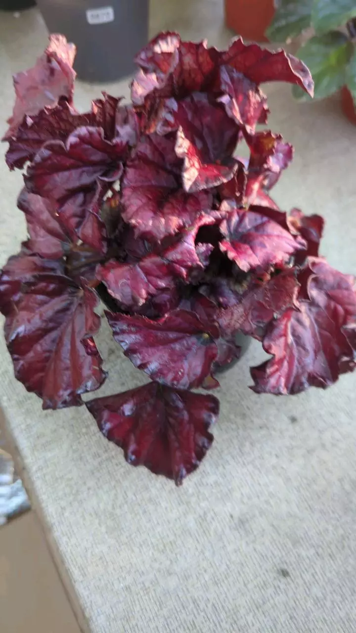 873 Begonia Red on Red thumbnail