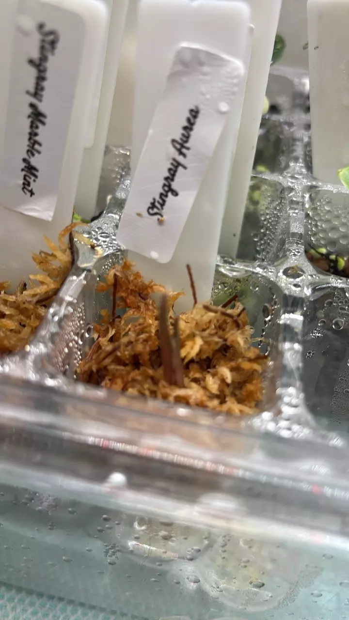 Stingray Aurea sprouted Corm thumbnail