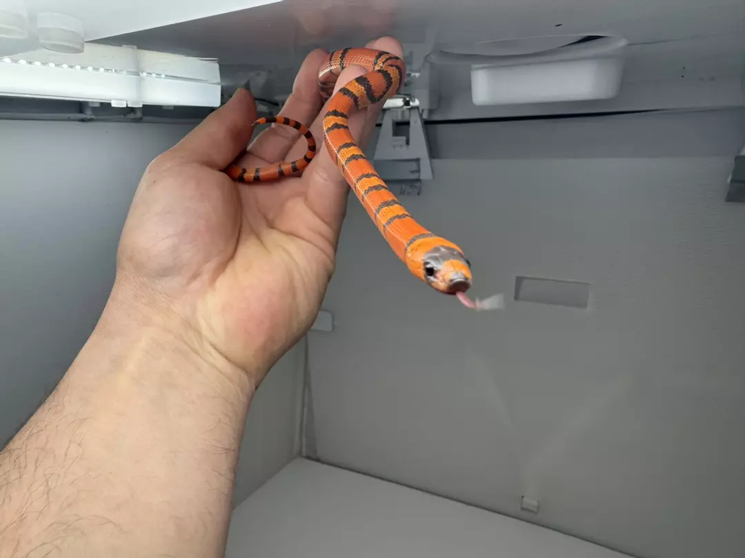 Hypo Tangerine Honduran Milk Snake Male thumbnail