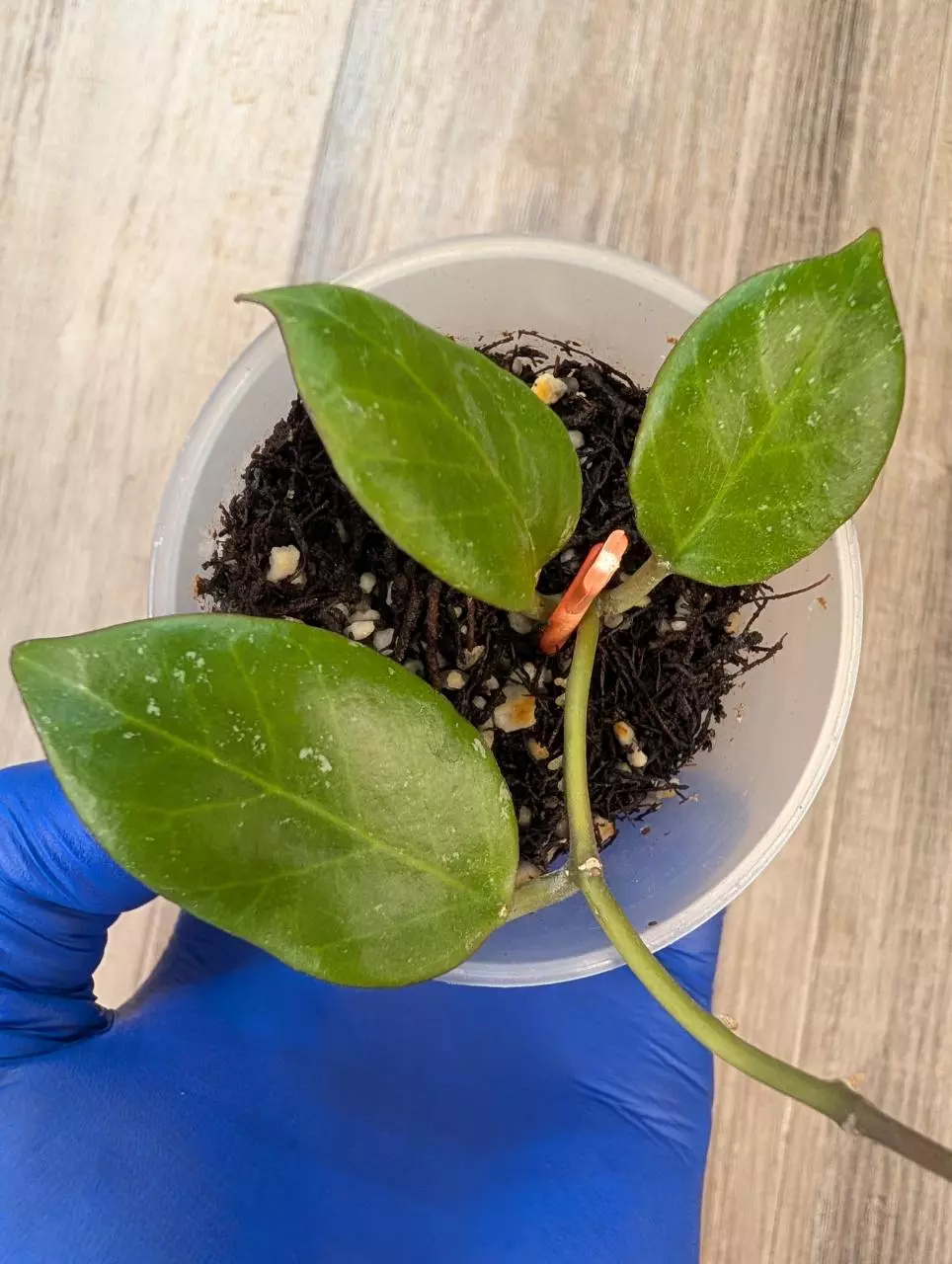 Hoya Sunrise thumbnail