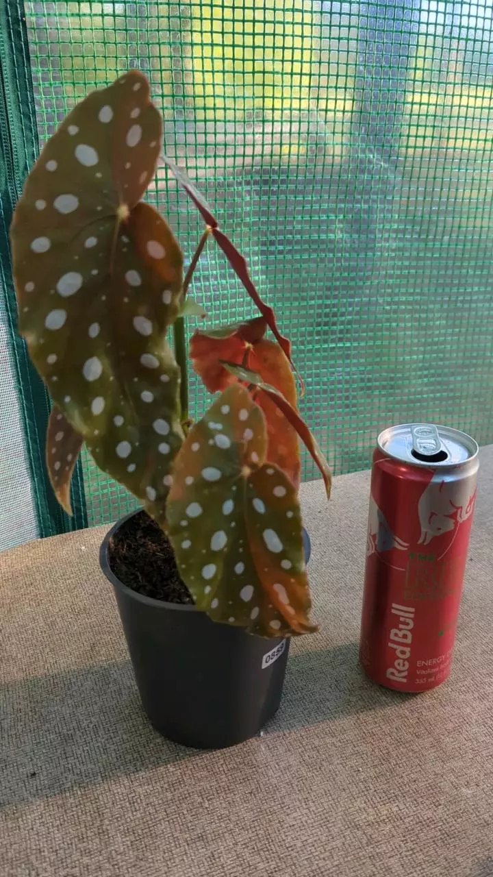 859 Begonia Maculata thumbnail