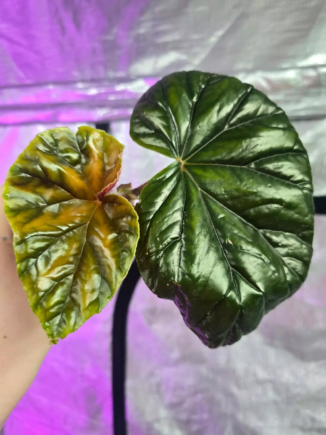 Begonia thurstonii thumbnail