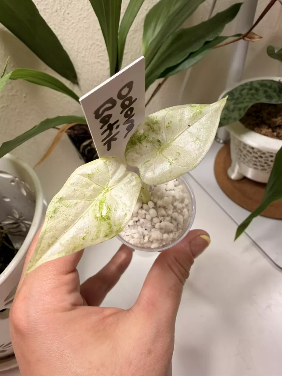 Odora Batik - High Variegation Corm Grown Pup thumbnail