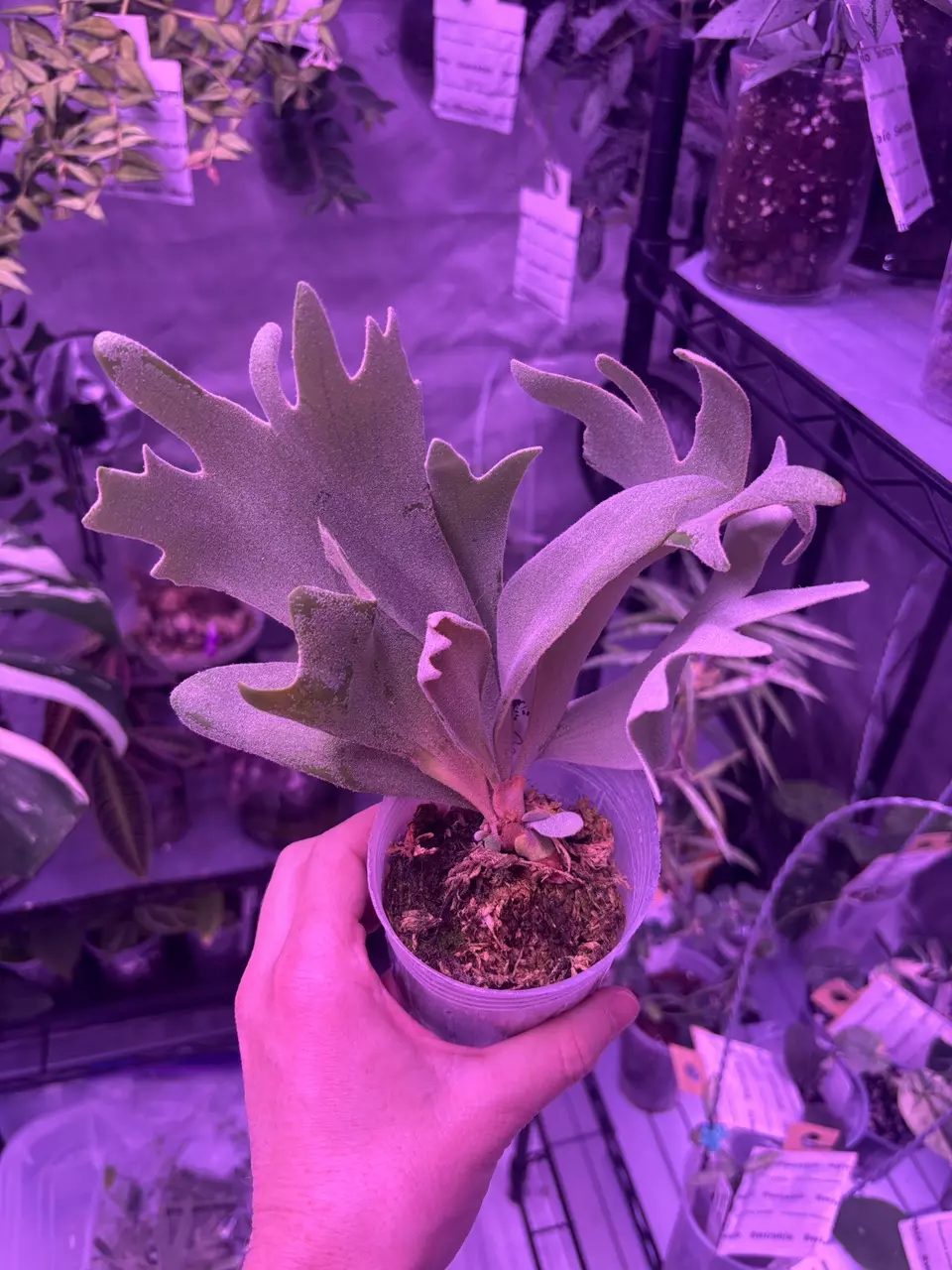 Platy White Rose thumbnail