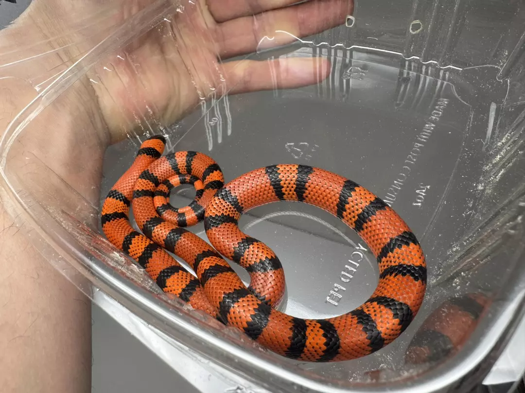 Tangerine Honduran Milk Snake Male thumbnail