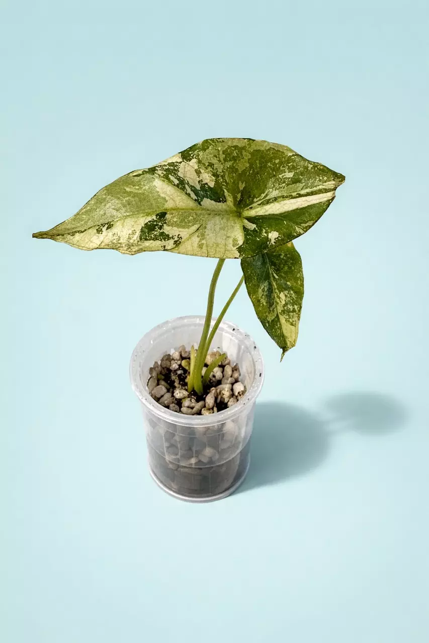 Simpo Albo thumbnail