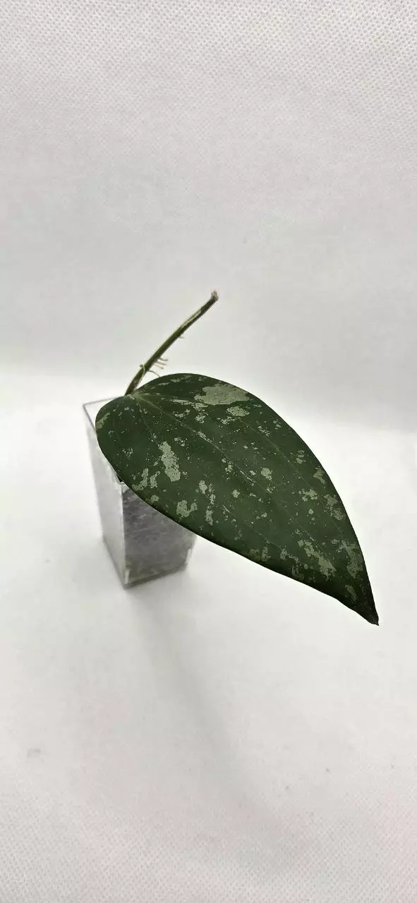 Hoya Latifolia OP seed thumbnail