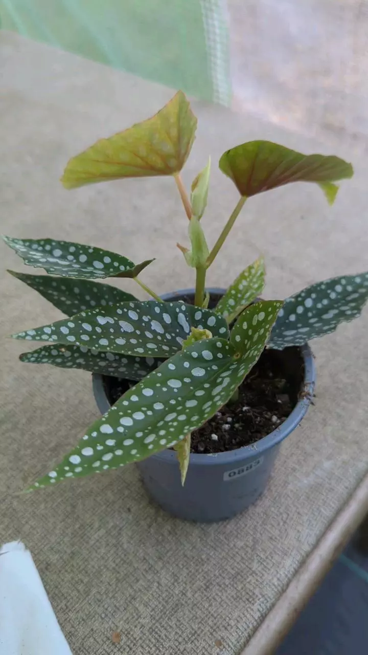 883 Begonia Maculata White Spot thumbnail
