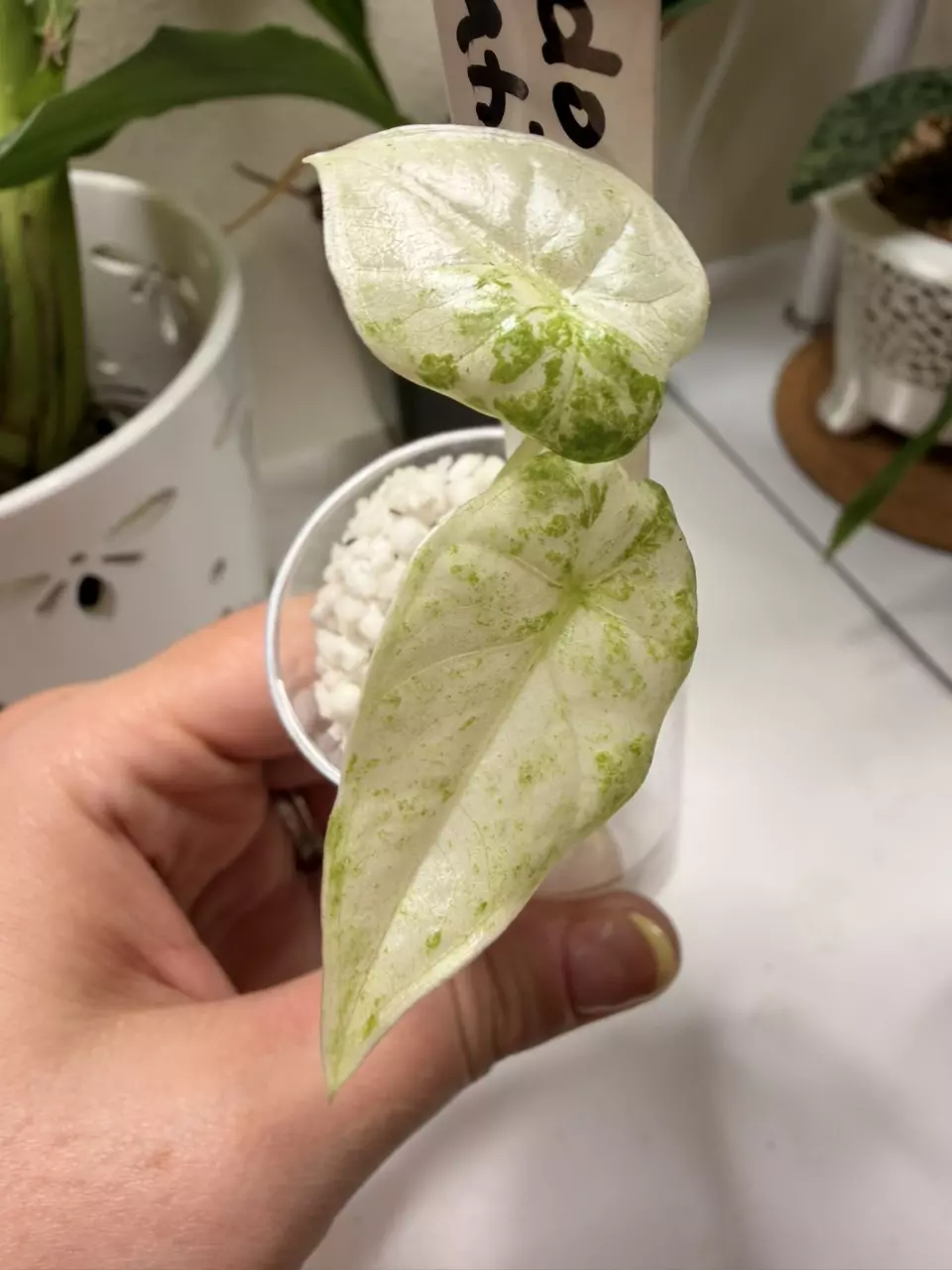 Odora Batik - High Variegation Corm Grown Pup thumbnail