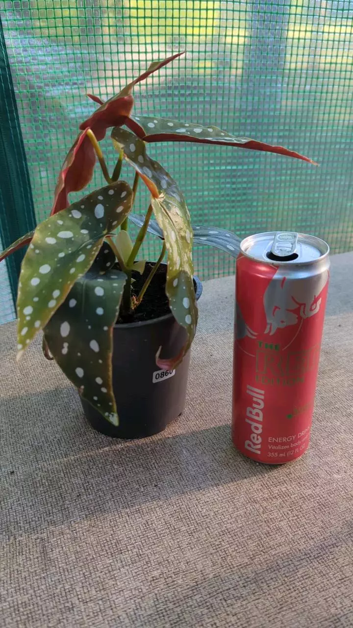 860 Begonia Maculata thumbnail