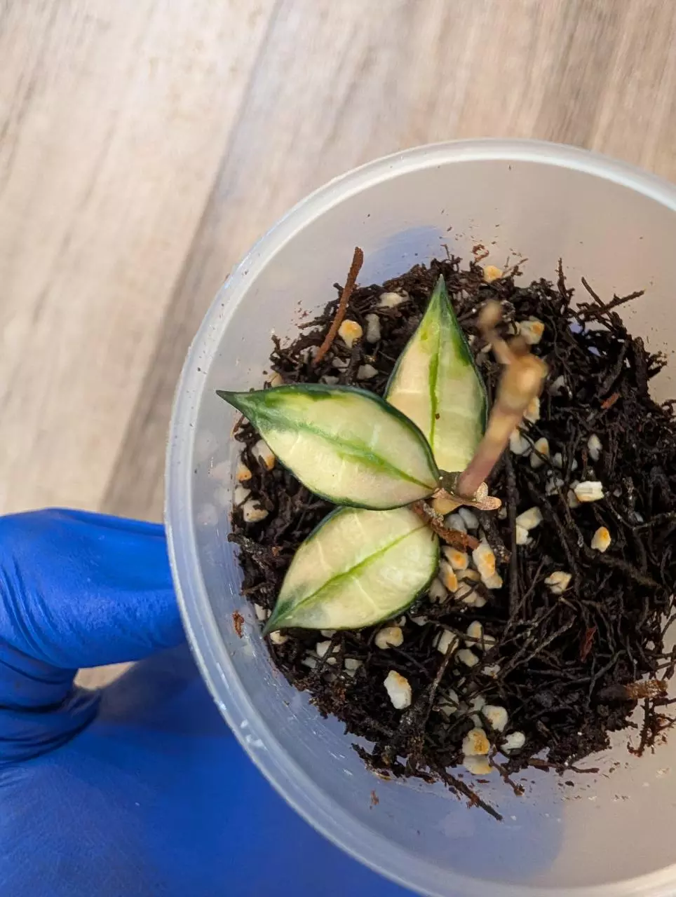 Hoya Lacunosa Variegated - Rooted thumbnail