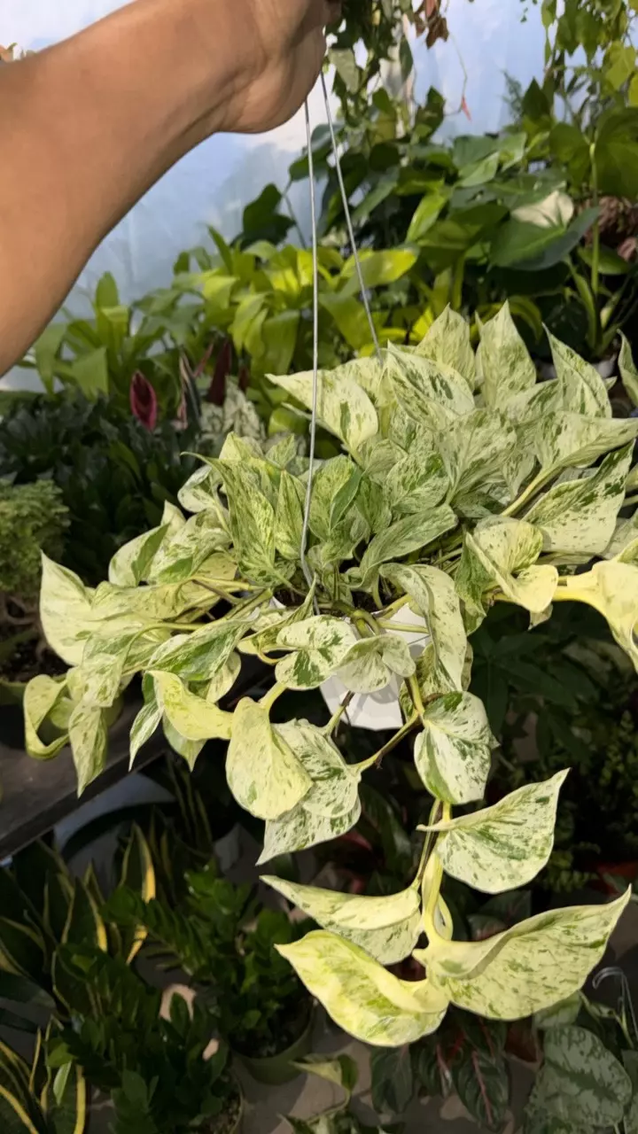 Snow Queen Pothos thumbnail