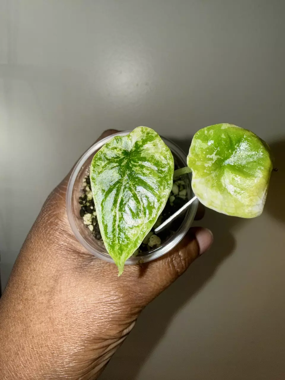 🌿 Dragon Scale Mint Alocasia Pup 🌿 thumbnail