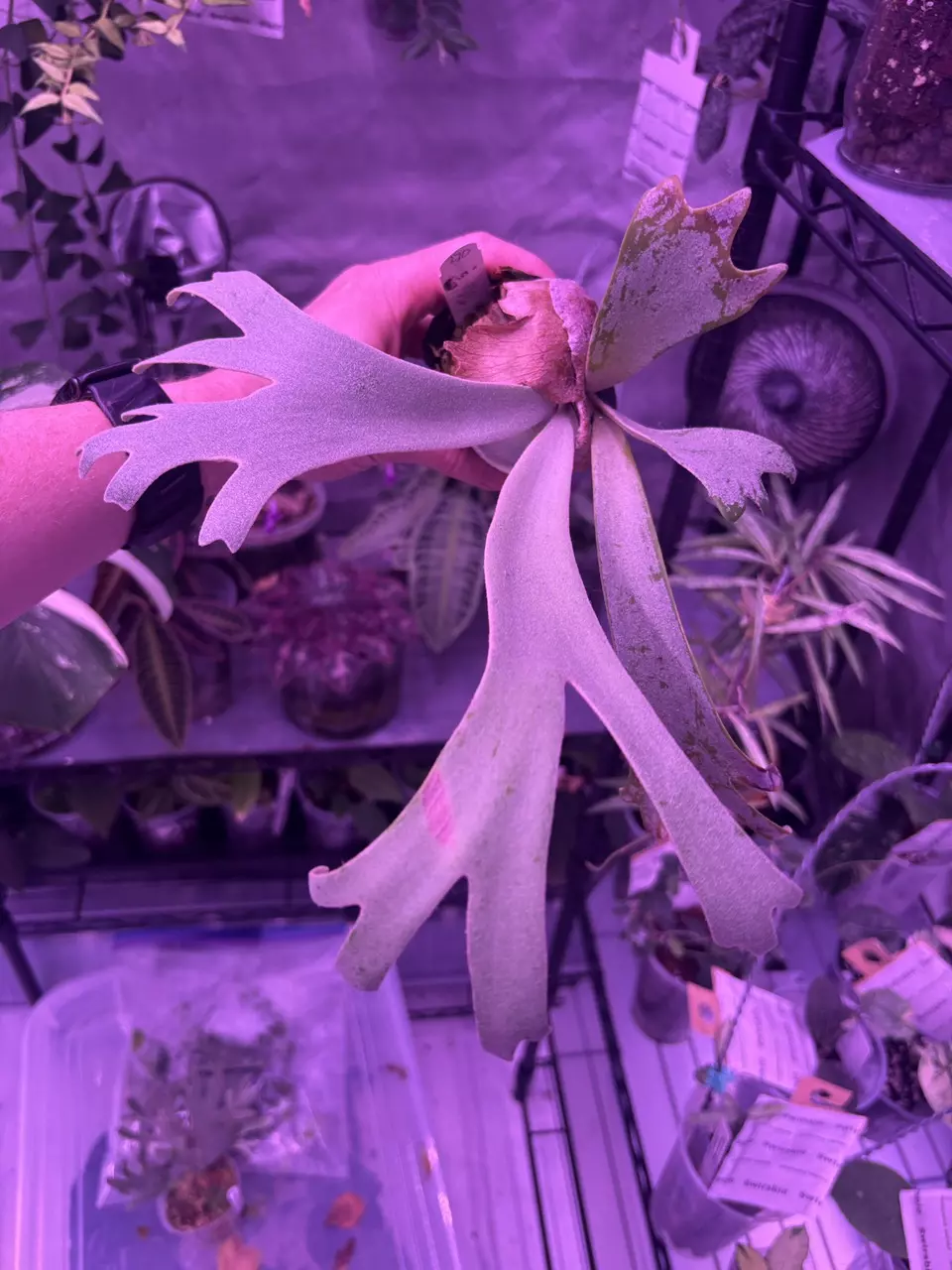 Platy Moonlight thumbnail