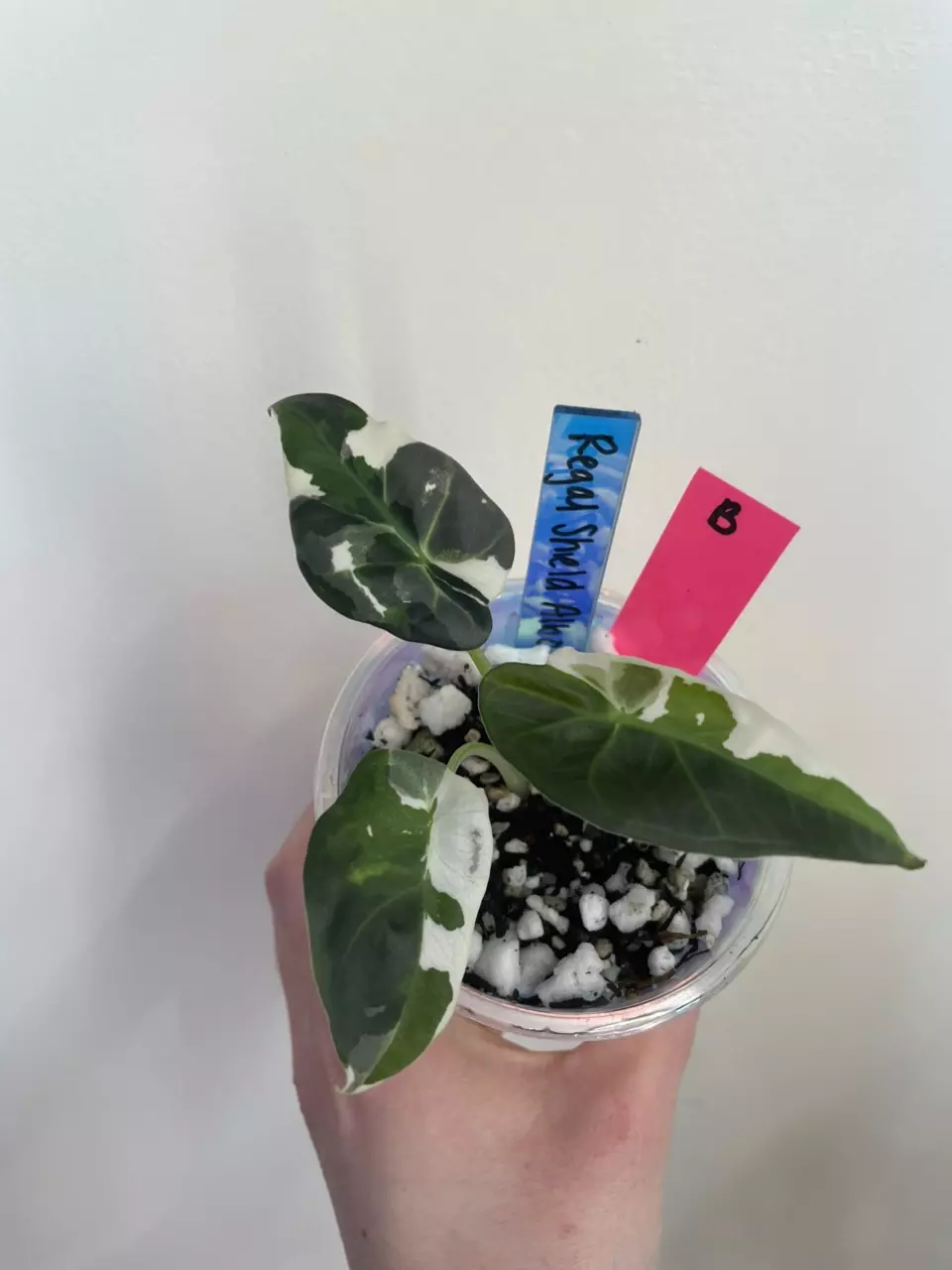 Alocasia Regal Shield Albo thumbnail
