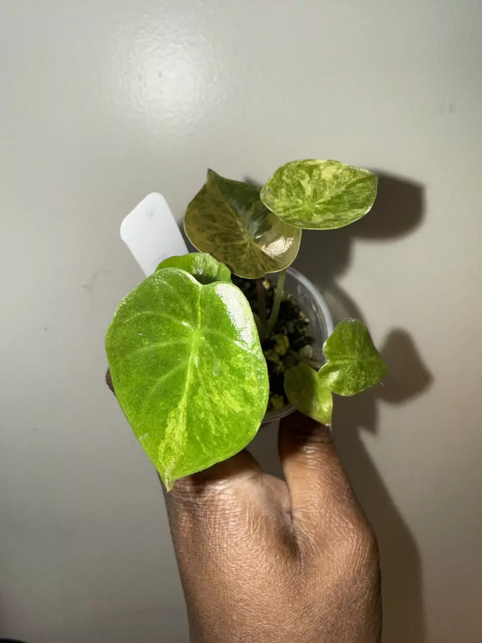 🌿 Alocasia Wentii Aurea Variegated Pup🌿 thumbnail