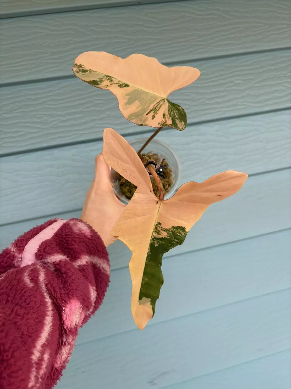 BROWN BEAUTY PHILODENDRON thumbnail