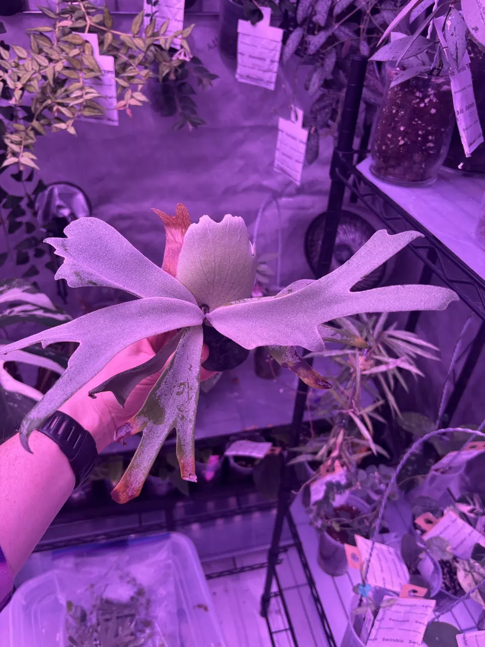 Platy Moonlight thumbnail