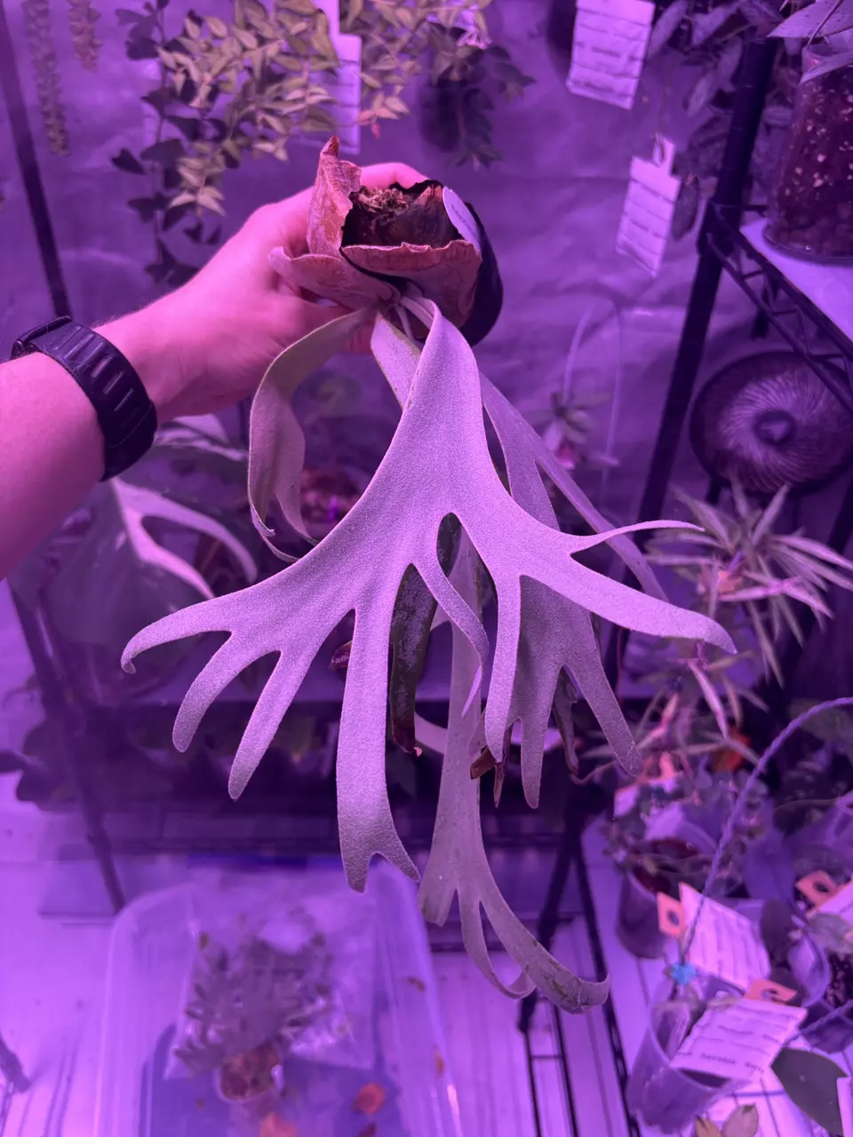 Platy Moonlight thumbnail