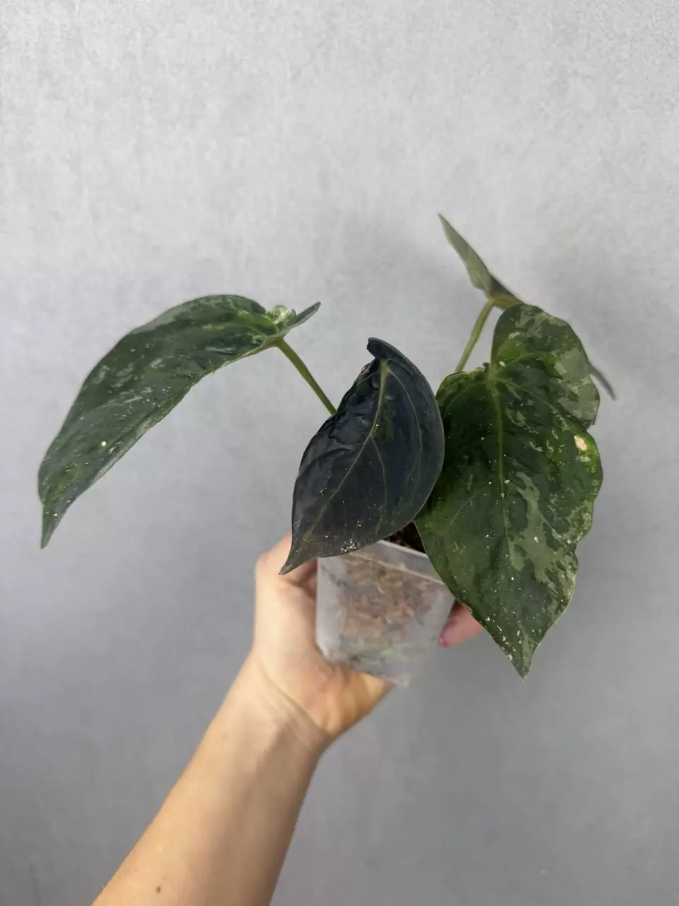 Anthurium Forgetii x Goliath Mutation Variegated thumbnail