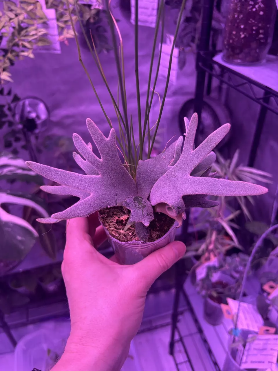 Platy Jade Girl thumbnail