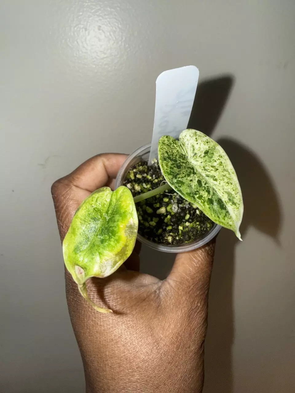 🌿 Dragon Scale Mint Alocasia Pup thumbnail