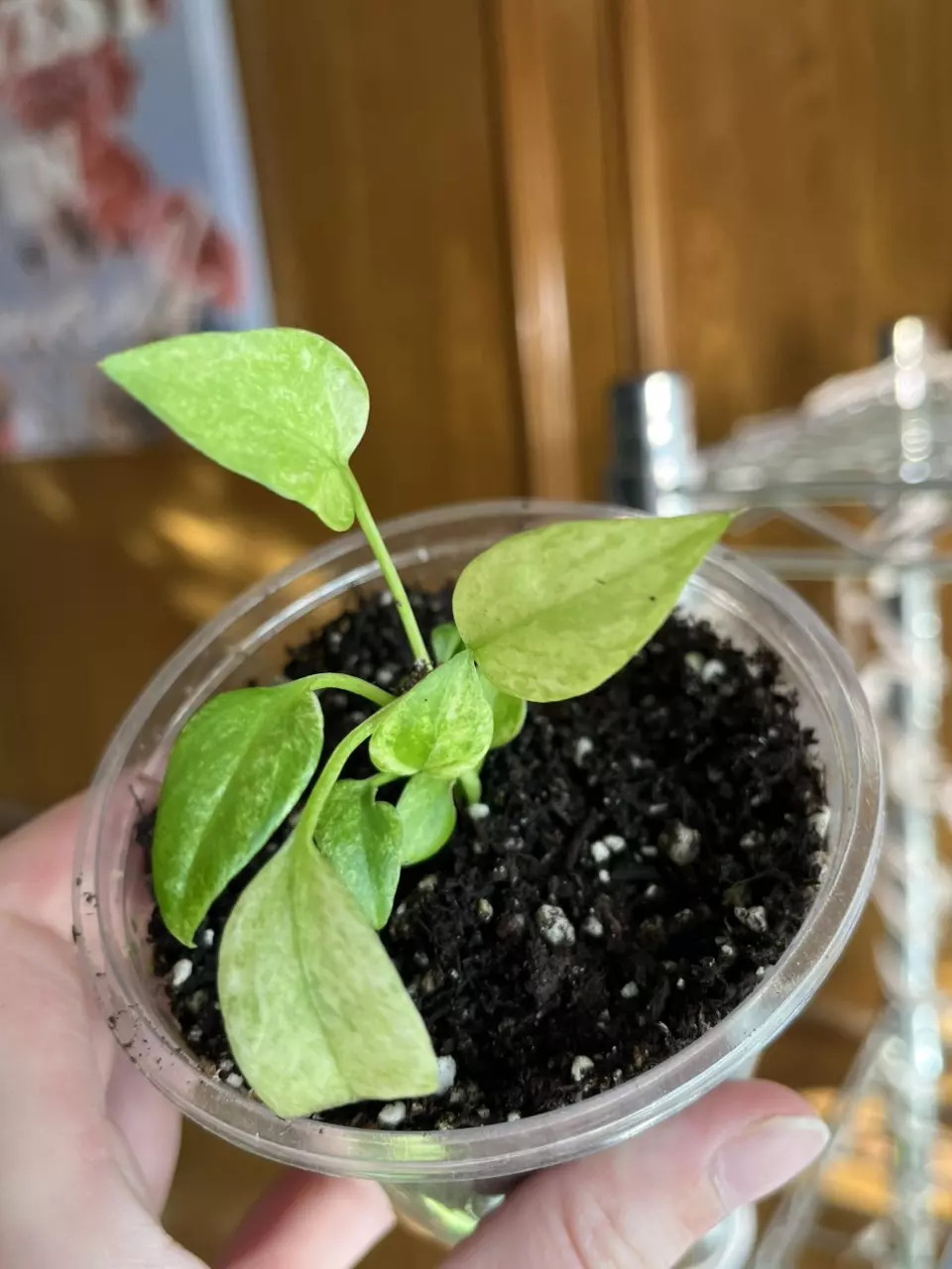 High color Vittarifolium thumbnail