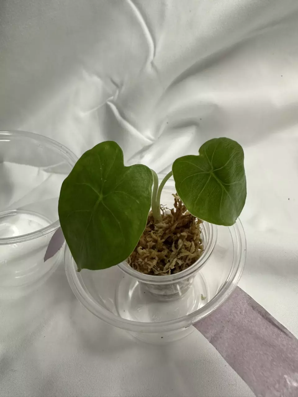 0013 Alocasia NOID thumbnail