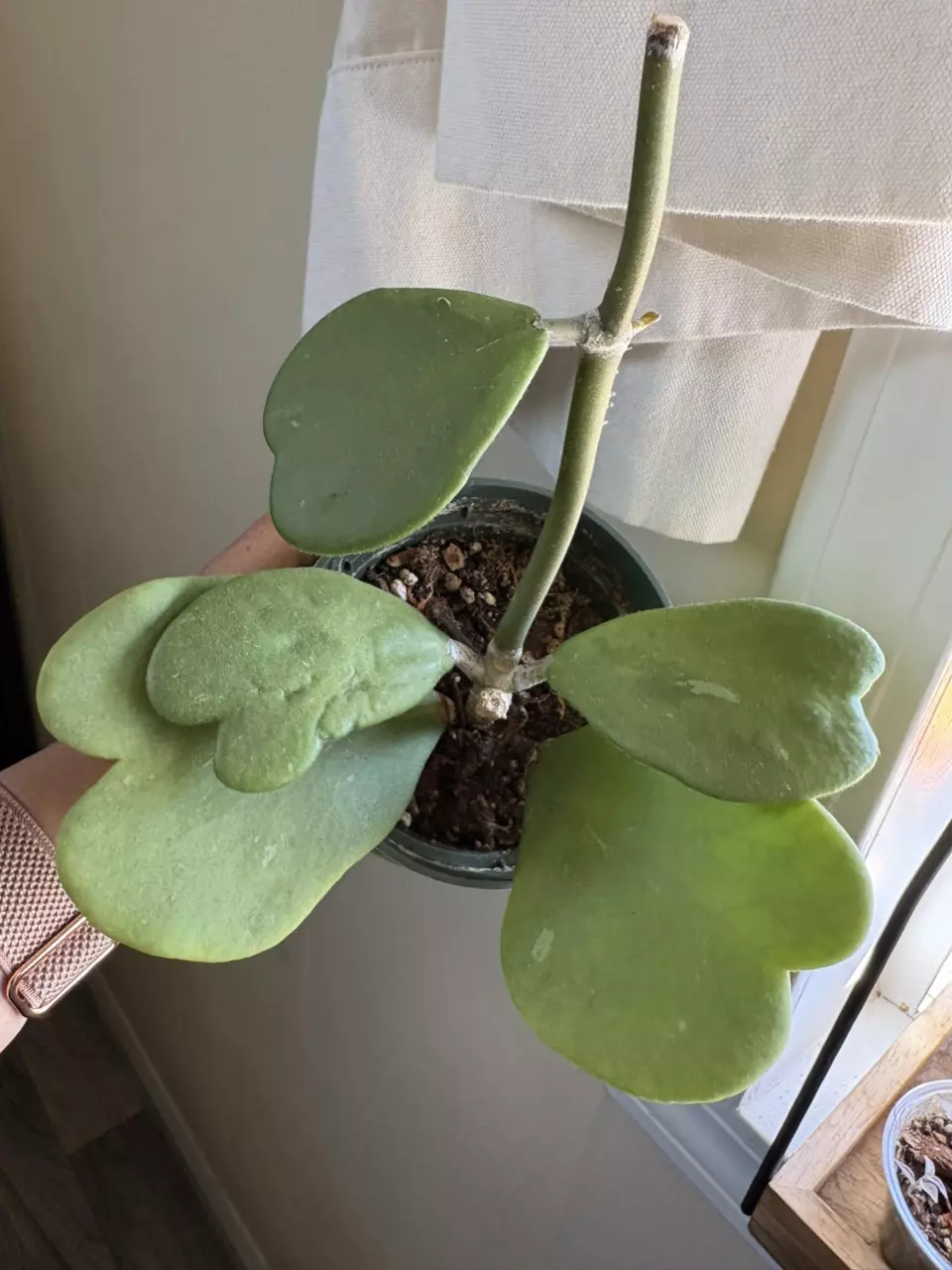 Hoya Kerri thumbnail