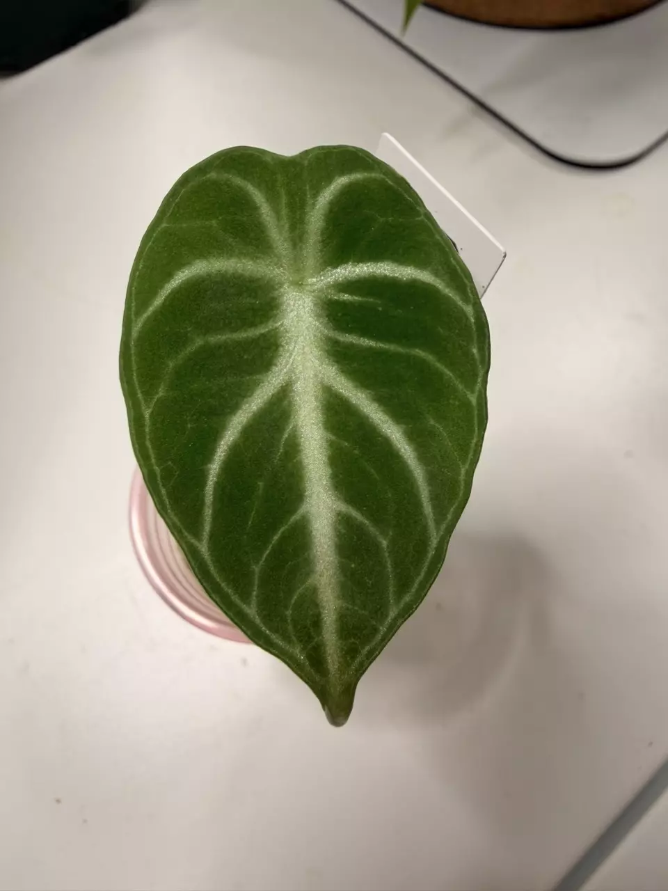 Alocasia Black Velvet - Corm Grown thumbnail