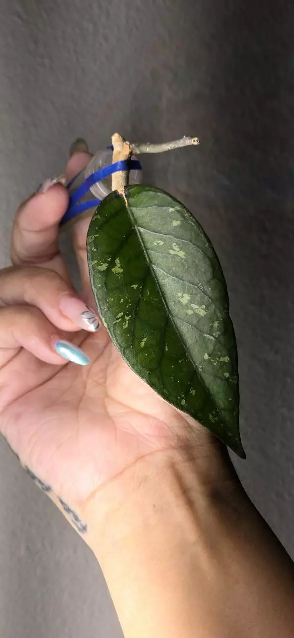 Hoya sp. Gumpang AA001 thumbnail