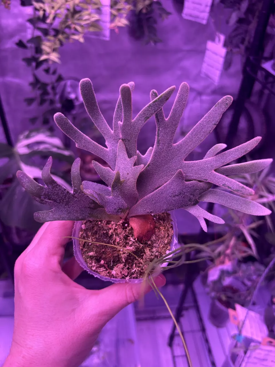 willinckii jade girl thumbnail