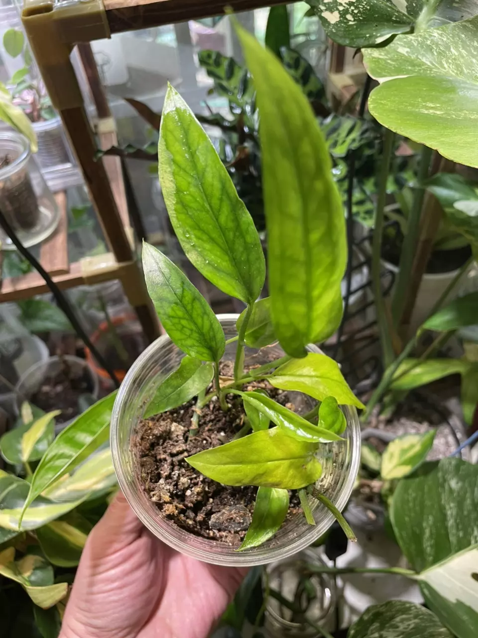 Skeleton Key thumbnail