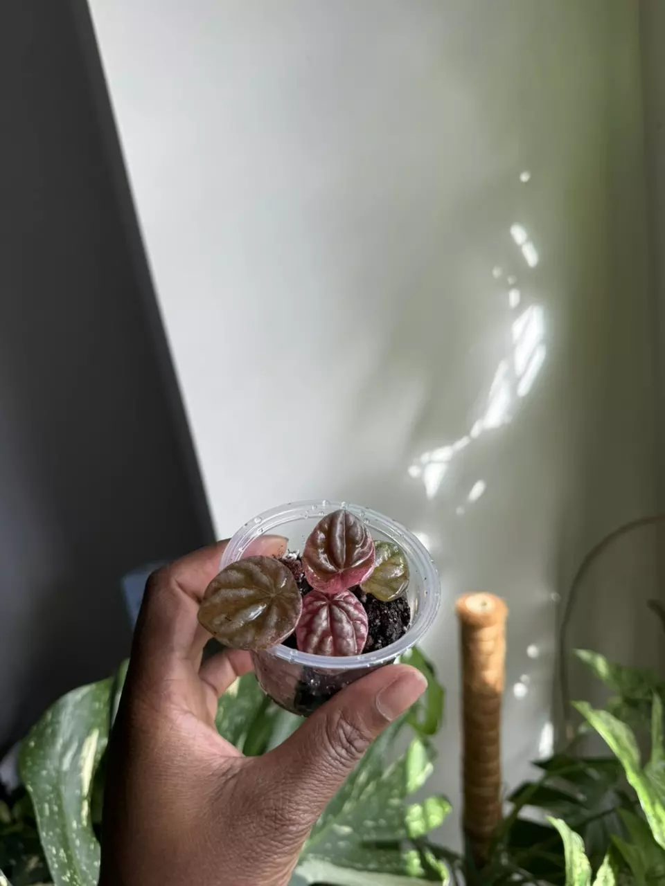 Peperomia Abricos **ADD ON ONLY** thumbnail