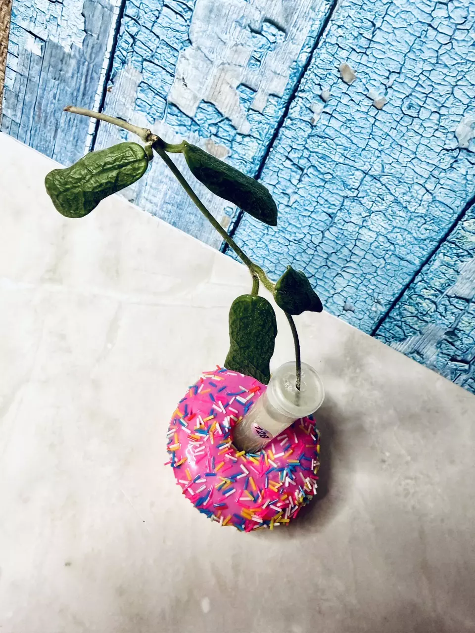 Hoya Rotundiflora thumbnail