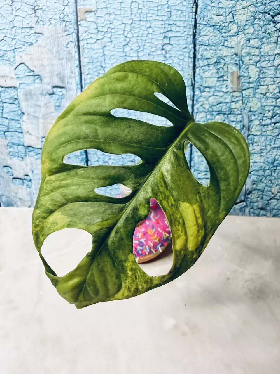 Monstera Adansonii Aurea thumbnail