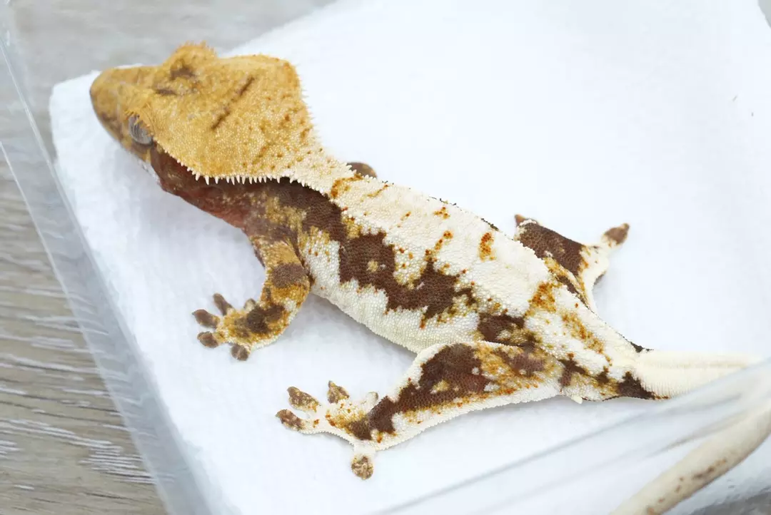 #392 100% het axanthic lily white Male 18g thumbnail