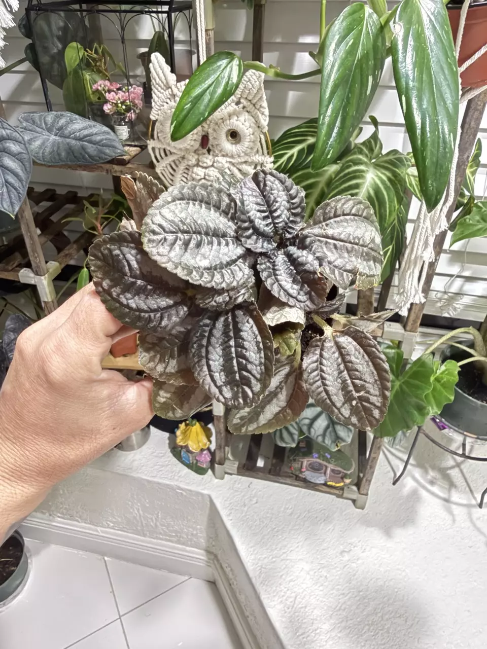 🌿 Peperomia Obtusifolia (Baby Rubber Plant) | Easy Indoor Plant thumbnail