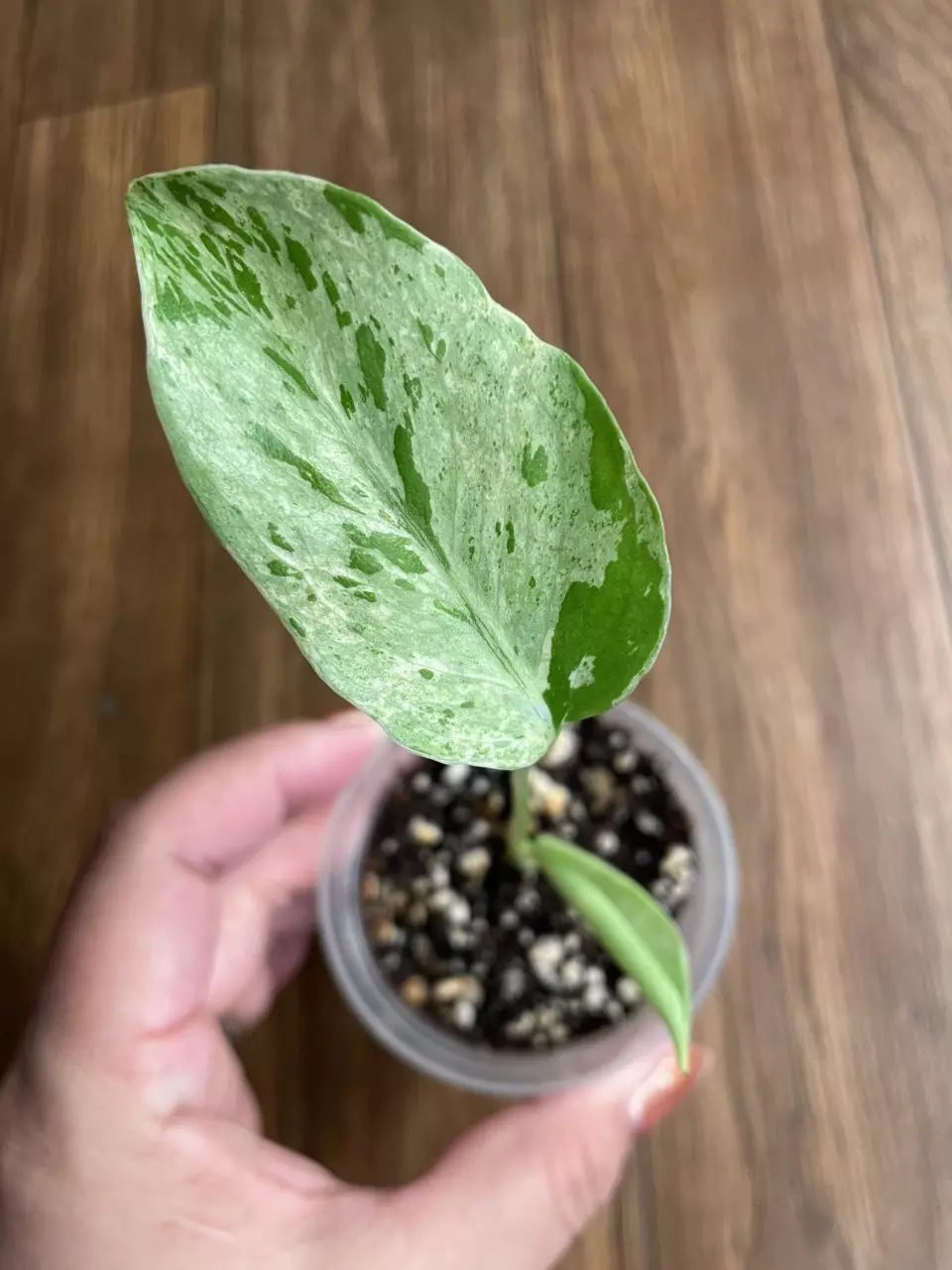 Monstera Bulbasaur thumbnail