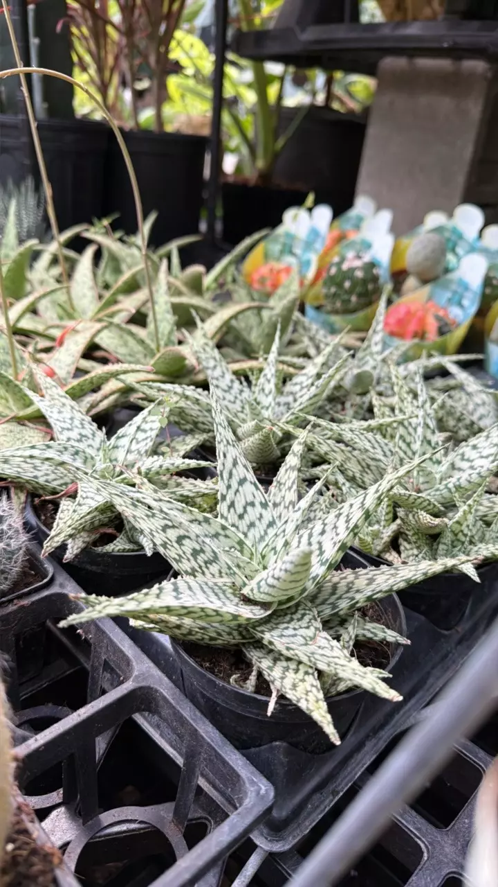 Variegated 4”ALOE! “WHITE FOX BLIZZARD”!!Massive with pups!! thumbnail