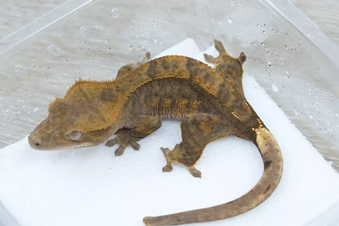 #386 13g npv 50% het axanthic dark phantom thumbnail