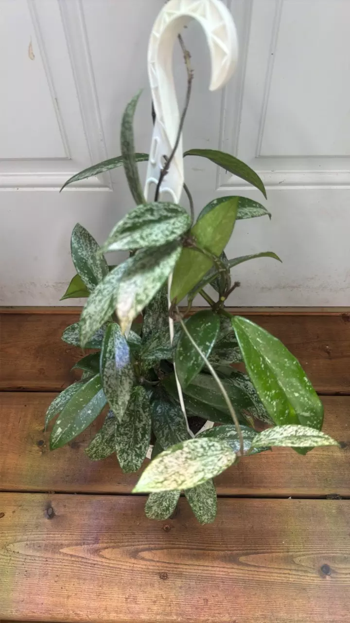 Hoya Silver Spot 5” HB thumbnail