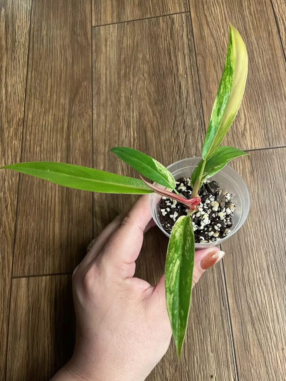 Philodendron Caramel Marble thumbnail