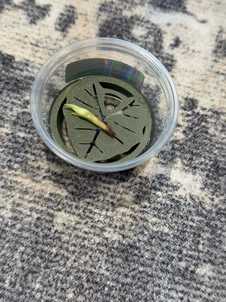 Corm riser Alocasia themed thumbnail