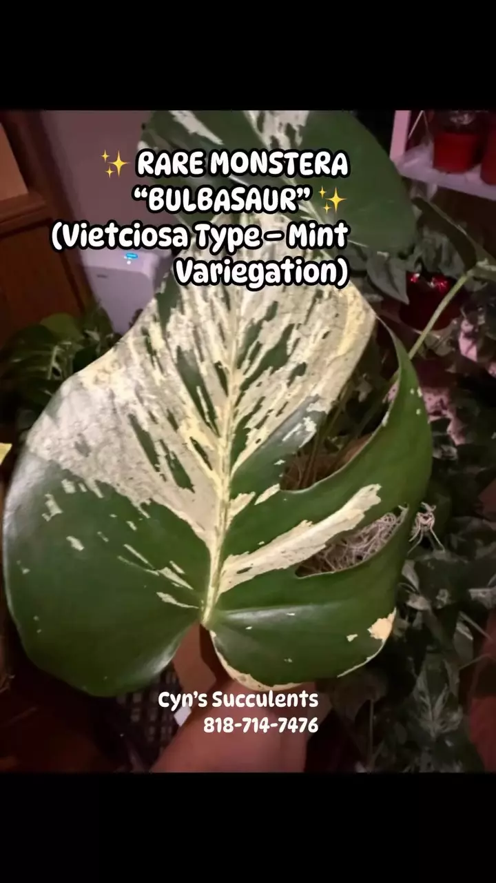 SALE!!!🌿$350- >$ NOW $249! RARE Monstera “Bulbasaur” (Vietciosa Type) 🌿🔥OBO!! thumbnail