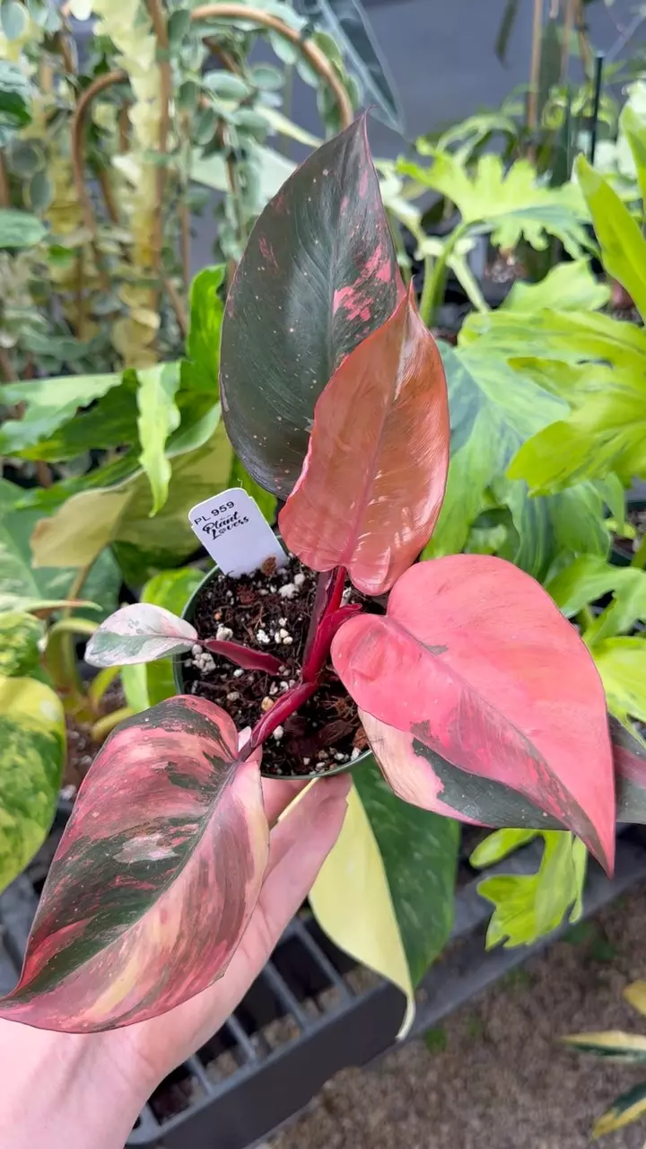 959: Princess of Fire thumbnail