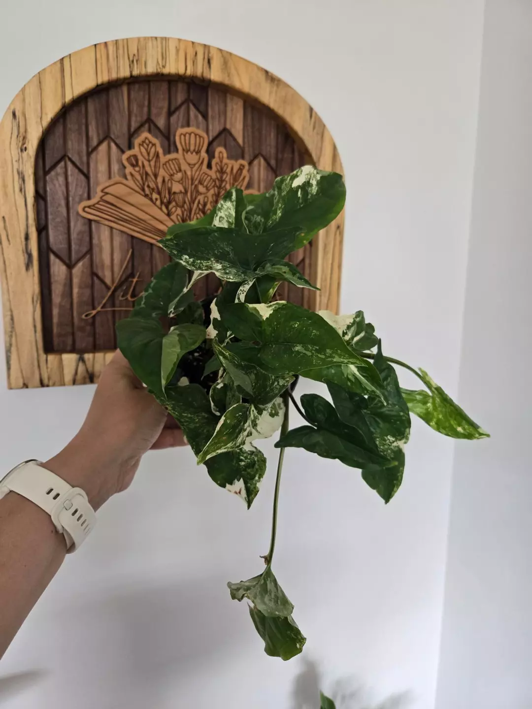 Syngonium French White thumbnail