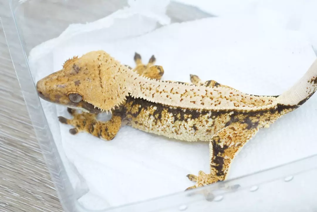 #393 20g male Emily line pin (probable pixel carrier) thumbnail