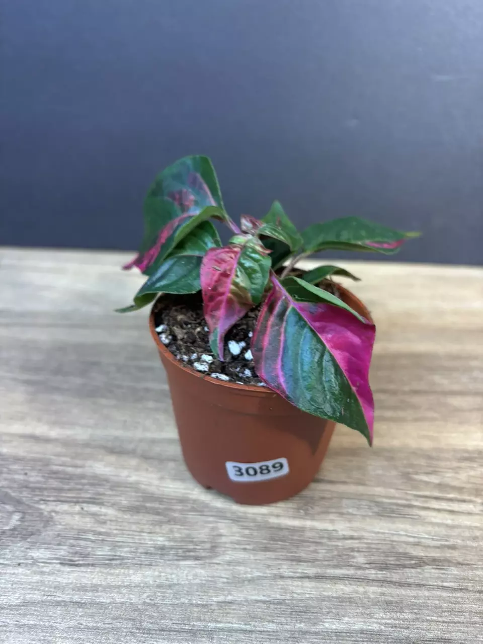 Alternanthera Phycoidea 'Party Time' 3” 3089 thumbnail